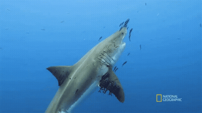 Shark Swimming In Ocean GIF