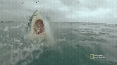 Shark Swimming In Ocean GIF