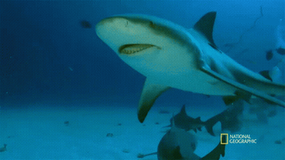 Shark Swimming In Ocean GIF