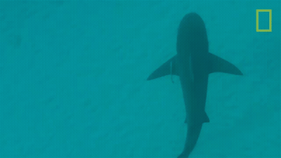 Shark Swimming In Ocean GIF