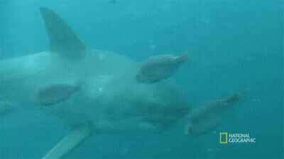 Shark Swimming In Ocean GIF