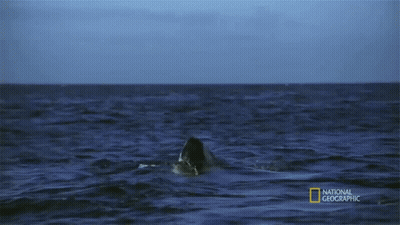 Shark Swimming In Ocean GIF