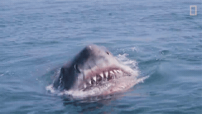 Shark Swimming In Ocean GIF