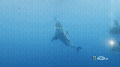 Shark Swimming In Ocean GIF