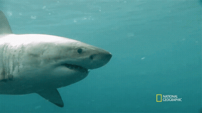 Shark Swimming In Ocean GIF