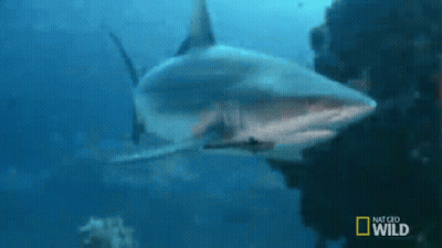 Shark Swimming In Ocean GIF