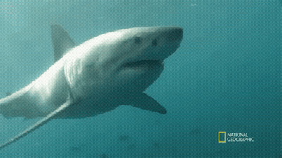 Shark Swimming In Ocean GIF