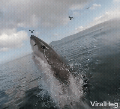 Shark Swimming In Ocean With Flying Birds GIF