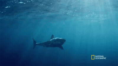 Shark Swimming In Ocean GIF