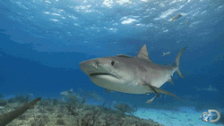 Shark Swimming Looking For Something GIF