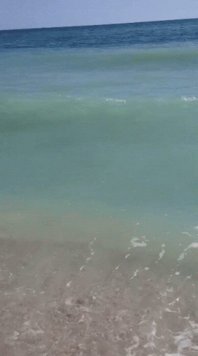 Shark Swimming Near Rocky Shore GIF