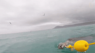 Shark Swimming Near Yellow Buoy GIF