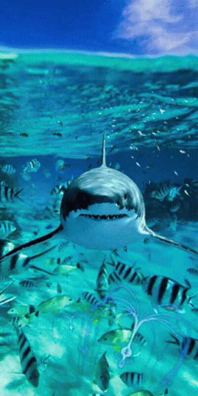 Shark Swimming With Fish GIF
