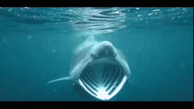Shark Swimming With Mouth Open GIF