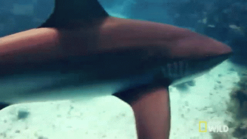Shark Tail In Ocean GIF