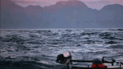 Shark Week Ate Human GIF