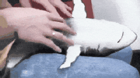 Shark Week Getting Tickles GIF