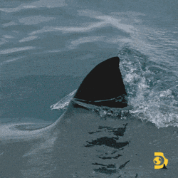 Shark Week Is Just Around The Corner GIF