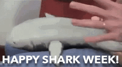 Shark Week Little Tickles GIF