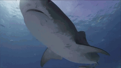 Shark Week Mommy And Baby Shark GIF