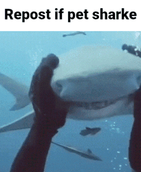 Shark Week Pet Cute Shark GIF