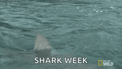 Shark Week Watch Out GIF