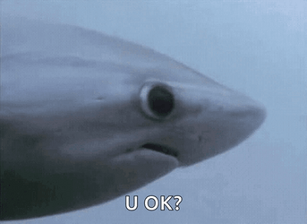 Shark Week You Ok GIF