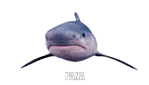 Shark With Pana Text Sticker