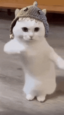 Sharkcat Memecoin GIF