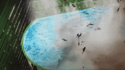 Sharknado Flying Sharks GIF