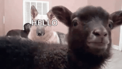 Sheep And Dog Standing Together Looking At Camera GIF