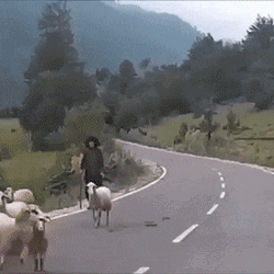 Sheep Animal Attack GIF