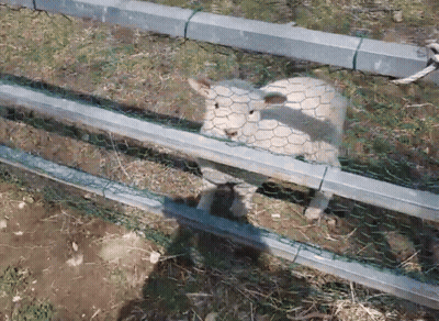 Sheep Behind Chicken Wire Fence GIF