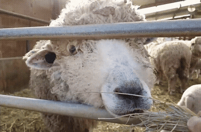 Sheep Behind Metal Fence Eating Hay GIF