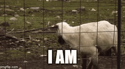 Sheep Behind Wire Fence Saying I Am GIF