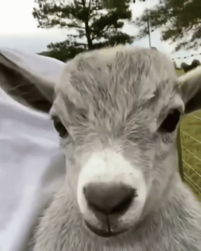 Sheep Close Up With Trees GIF