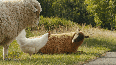 Sheep Detective Poster Chicken Standing Next To Laying Sheep GIF