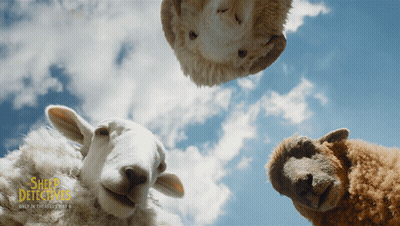 Sheep Detectives Poster With Three Sheep GIF