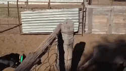 Sheep Dog Stampede GIF