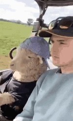 Sheep Driving With Man GIF