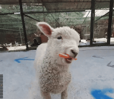 Sheep Eating Carrot In Cage GIF