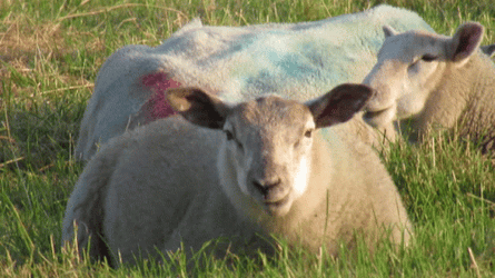 Sheep Eating Grass GIF