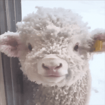 Sheep Face With Yellow Tag GIF