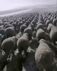 Sheep Free Thinker GIF