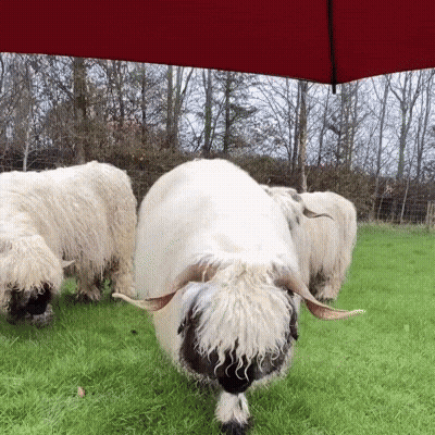 Sheep Grazing Under Umbrella GIF