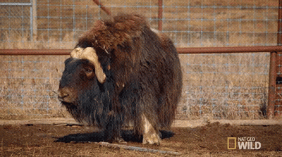 Sheep In Fenced Area With National Geographic Wild GIF