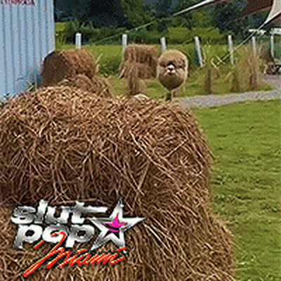 Sheep In Field With Hay And Buff Pop Home Sign GIF