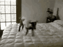 Sheep Jumping On A Bed GIF