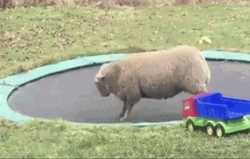 Sheep Jumping Trampoline GIF