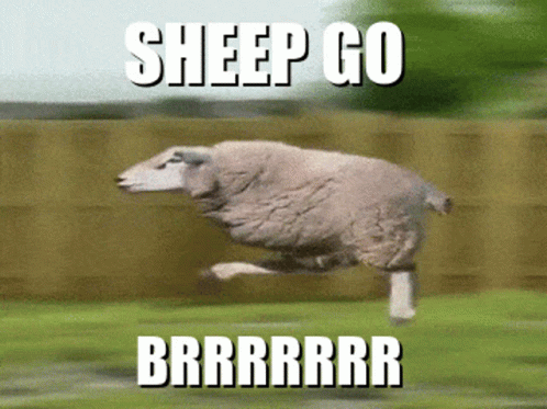 Sheep Jumping With Sheep Go Brrrrrr GIF